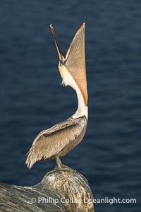 Brown Pelican Performs a Head Throw Lit By Sun on Pedestal Rock, dark ocean from storm clouds on horizon. Winter adult non-mating coloration, Pelecanus occidentalis, Pelecanus occidentalis californicus, La Jolla, California