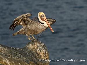 Brown Pelican Performs Virabhadrasana Warrior 3 Pose, Pelican Yoga, winter adult non-breeding plumage, Pelecanus occidentalis, Pelecanus occidentalis californicus, La Jolla, California