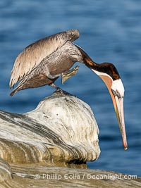 Brown Pelican Performs Yoga Pose Baddha Virabhadrasana, also known as Devotional Warrior or Humble Warrior, Pelecanus occidentalis californicus, Pelecanus occidentalis, La Jolla, California