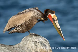 Brown Pelican Performs Yoga Pose Baddha Virabhadrasana, also known as Devotional Warrior or Humble Warrior. Winter adult non-breeding plumage, Pelecanus occidentalis, Pelecanus occidentalis californicus, La Jolla, California