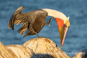 Brown Pelican Performs Yoga Pose Baddha Virabhadrasana, also known as Devotional Warrior or Humble Warrior. Winter adult non-breeding plumage, Pelecanus occidentalis californicus, Pelecanus occidentalis, La Jolla, California