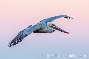 Brown pelican in flight, pink predawn sky, La Jolla, California