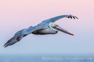 Brown pelican in flight, softly lit by flash against pink predawn sky