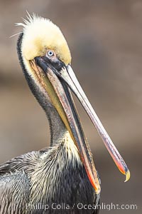 Brown Pelican Portrait Clapping Its Jaws, this individual has more yellow on its breast, back and head than is normal, note the transitioning hind neck just reaching brown signifying breeding status, Pelecanus occidentalis, Pelecanus occidentalis californicus, La Jolla, California