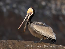 Brown Pelican Portrait Clapping Its Jaws, dark brown hind neck brown signifying breeding status, Pelecanus occidentalis, Pelecanus occidentalis californicus, La Jolla, California