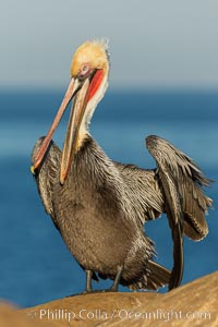 Brown pelican portrait, displaying winter plumage with distinctive yellow head feathers and red gular throat pouch. This adult is just transitioning to the brown hind neck characteristic of the brown pelican breeding plumage, Pelecanus occidentalis, Pelecanus occidentalis californicus, La Jolla, California