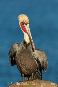 Brown pelican portrait, displaying winter plumage with distinctive yellow head feathers and red gular throat pouch