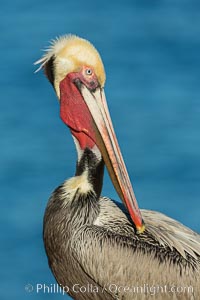 Brown pelican portrait, displaying winter plumage with distinctive yellow head feathers and red gular throat pouch, Pelecanus occidentalis, Pelecanus occidentalis californicus, La Jolla, California