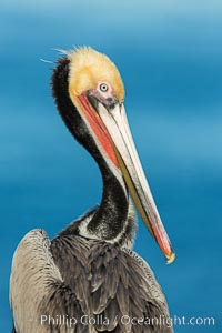 Brown pelican portrait, displaying winter plumage with distinctive yellow head feathers and red gular throat pouch, Pelecanus occidentalis, Pelecanus occidentalis californicus, La Jolla, California