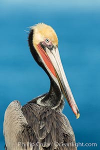 Brown pelican portrait, displaying winter plumage with distinctive yellow head feathers and red gular throat pouch, Pelecanus occidentalis, Pelecanus occidentalis californicus, La Jolla, California