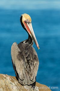 Brown pelican portrait, displaying winter plumage with distinctive yellow head feathers and red gular throat pouch, Pelecanus occidentalis, Pelecanus occidentalis californicus, La Jolla, California