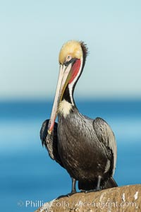 Brown pelican portrait, displaying winter plumage with distinctive yellow head feathers and red gular throat pouch, Pelecanus occidentalis, Pelecanus occidentalis californicus, La Jolla, California