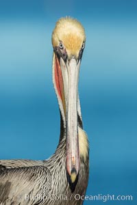 Brown pelican portrait, displaying winter plumage with distinctive yellow head feathers and red gular throat pouch