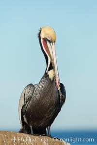 Brown pelican portrait, displaying winter plumage with distinctive yellow head feathers and red gular throat pouch, Pelecanus occidentalis, Pelecanus occidentalis californicus, La Jolla, California