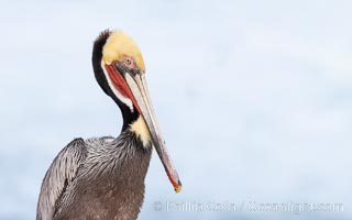 Contemplative brown pelican portrait on overcast day, with surf and foam in the background. Breeding plumage with yellow and white head, red throat, brown neck.