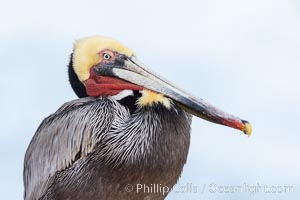 Brown pelican portrait on overcast day, with surf and foam in the background. Breeding plumage with yellow and white head, red throat, brown neck