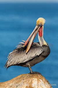 Brown pelican portrait, displaying winter plumage with distinctive yellow head feathers and red gular throat pouch.