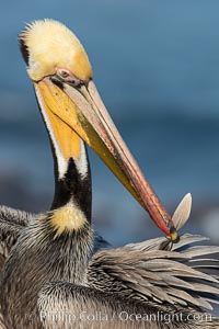 Yellow morph California brown pelican preening, cleaning its feathers after foraging on the ocean, with distinctive winter breeding plumage with distinctive dark brown nape, yellow head feathers. Note the unusual yellow gular throat pouch.