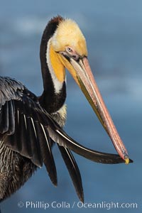 Brown pelican preening, cleaning its feathers after foraging on the ocean, with distinctive winter breeding plumage with distinctive dark brown nape, yellow head feathers, although this one displays a yellow (rather than the usual red) gular throat pouch.