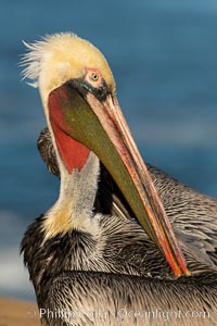 Brown pelican preening, cleaning its feathers after foraging on the ocean, with distinctive winter breeding plumage with distinctive dark brown nape, yellow head feathers and red gular throat pouch, Pelecanus occidentalis, Pelecanus occidentalis californicus, La Jolla, California