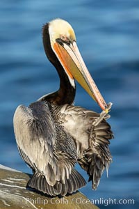 Brown pelican preening, cleaning its feathers after foraging on the ocean, with distinctive winter breeding plumage with distinctive dark brown nape, yellow head feathers and red gular throat pouch.