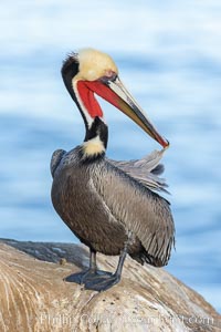 Brown pelican, winter adult breeding plumage, showing bright red gular pouch and dark brown hindneck plumage of breeding adults. This large seabird has a wingspan over 7 feet wide. The California race of the brown pelican holds endangered species status, due largely to predation in the early 1900s and to decades of poor reproduction caused by DDT poisoning, Pelecanus occidentalis, Pelecanus occidentalis californicus, La Jolla