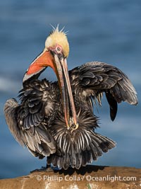 A brown pelican preening, reaching with its beak to the uropygial gland (preen gland) near the base of its tail. Preen oil from the uropygial gland is spread by the pelican's beak and back of its head to all other feathers on the pelican, helping to keep them water resistant and dry. Adult winter breeding plumage, Pelecanus occidentalis, Pelecanus occidentalis californicus, La Jolla, California