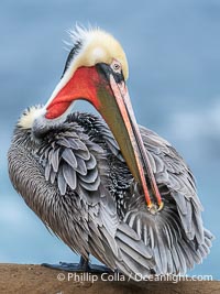 A brown pelican preening, reaching with its beak to the uropygial gland (preen gland) near the base of its tail. Preen oil from the uropygial gland is spread by the pelican's beak and back of its head to all other feathers on the pelican, helping to keep them water resistant and dry. Adult winter breeding plumage, Pelecanus occidentalis, Pelecanus occidentalis californicus, La Jolla, California