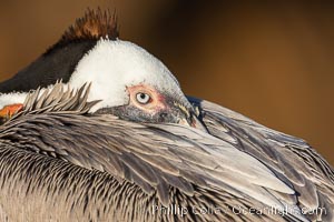 Brown pelican, resting, displaying classic winter adult breeding plumage, golden sea cliffs in the background, Pelecanus occidentalis, Pelecanus occidentalis californicus, La Jolla, California