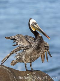 Brown Pelican Ruffles Its Feathers, distant Pacific Ocean in the background, winter adult breeding plumage, Pelecanus occidentalis, Pelecanus occidentalis californicus, La Jolla, California