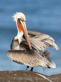 Brown Pelican Ruffles Its Feathers, distant Pacific Ocean in the background, winter adult non-breeding plumage, turning back to look at the camera as it preens, Pelecanus occidentalis, Pelecanus occidentalis californicus, La Jolla, California