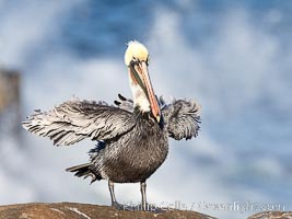 Brown Pelican Ruffles Its Feathers, distant Pacific Ocean in the background, winter adult non-breeding plumage, Pelecanus occidentalis, Pelecanus occidentalis californicus, La Jolla, California