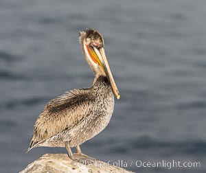 Brown pelican immature plumage, likely second winter coloration approaching breeding plumage, on cliff over the ocean, Pelecanus occidentalis, Pelecanus occidentalis californicus, La Jolla, California