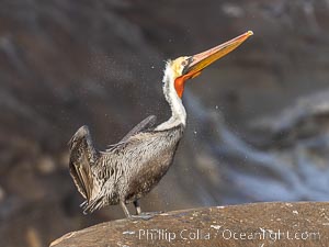 Brown Pelican shakes its feathers, water droplets flying, drying off after foraging on the ocean, Pelecanus occidentalis, Pelecanus occidentalis californicus, La Jolla, California