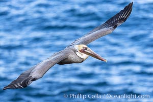 Brown pelican in flight, soaring over the Pacific ocean near San Diego. The wingspan of the brown pelican is over 7 feet wide. The California race of the brown pelican holds endangered species status. In winter months, breeding adults assume a dramatic plumage, Pelecanus occidentalis, Pelecanus occidentalis californicus, La Jolla