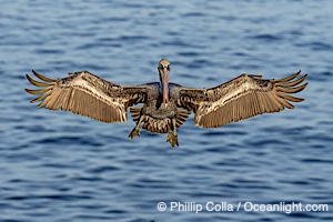 Brown pelican in flight, spreading wings wide to slow in anticipation of landing on seacliffs, Pelecanus occidentalis, Pelecanus occidentalis californicus, La Jolla, California