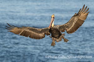 Brown Pelican Spreads Wings to Land on Sea Cliffs over the Pacific Ocean, Pelecanus occidentalis, Pelecanus occidentalis californicus, La Jolla, California