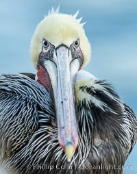 Brown pelican stares directly at photographer, adult winter non-breeding plumage, Pelecanus occidentalis, Pelecanus occidentalis californicus, La Jolla, California