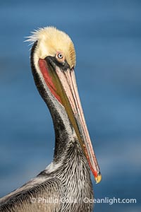 Brown Pelican Transitioning to Winter Breeding Plumage, note the hind neck feathers (brown) are just filling in, the bright yellow head and red throat, Pelecanus occidentalis californicus, Pelecanus occidentalis