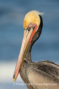 Brown Pelican Transitioning to Winter Breeding Plumage, note the hind neck feathers (brown) are just filling in, the bright yellow head and red throat, Pelecanus occidentalis californicus, Pelecanus occidentalis