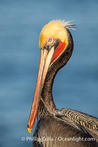 Brown Pelican Transitioning to Winter Breeding Plumage, note the hind neck feathers (brown) are just filling in, the bright yellow head and red throat, Pelecanus occidentalis californicus, Pelecanus occidentalis