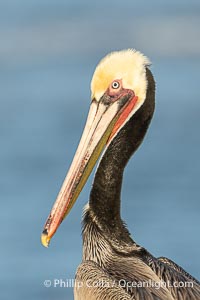 Brown Pelican Transitioning to Winter Breeding Plumage, note the hind neck feathers (brown) are just filling in, the bright yellow head and red throat, Pelecanus occidentalis californicus, Pelecanus occidentalis
