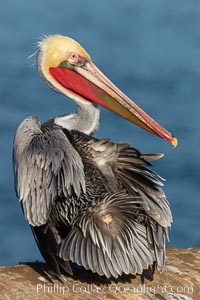 A brown pelican preening, uropygial gland (preen gland) visible near the base of its tail. Preen oil from the uropygial gland is spread by the pelican's beak and back of its head to all other feathers on the pelican, helping to keep them water resistant and dry. Note adult winter breeding plumage in display, with brown neck, red gular throat pouch and yellow and white head.