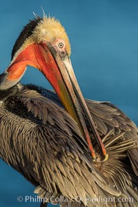 A brown pelican preening, reaching with its beak to the uropygial gland (preen gland) near the base of its tail. Preen oil from the uropygial gland is spread by the pelican's beak and back of its head to all other feathers on the pelican, helping to keep them water resistant and dry.