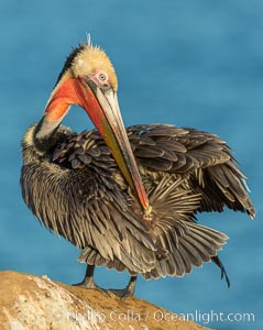 A brown pelican preening, reaching with its beak to the uropygial gland (preen gland) near the base of its tail. Preen oil from the uropygial gland is spread by the pelican's beak and back of its head to all other feathers on the pelican, helping to keep them water resistant and dry, Pelecanus occidentalis, Pelecanus occidentalis californicus, La Jolla, California