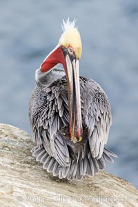A California brown pelican preening, reaching with its beak to the uropygial gland (preen gland) near the base of its tail. Preen oil from the uropygial gland is spread by the pelican's beak and back of its head to all other feathers on the pelican, helping to keep them water resistant and dry. Adult winter breeding plumage showing white hindneck and red gular throat pouch, Pelecanus occidentalis, Pelecanus occidentalis californicus, La Jolla