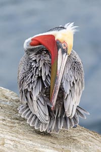 Utthita Marichyasana, extended sage pose, pelican yoga. A California brown pelican preening, reaching with its beak to the uropygial gland (preen gland) near the base of its tail. Preen oil from the uropygial gland is spread by the pelican's beak and back of its head to all other feathers on the pelican, helping to keep them water resistant and dry. Adult winter breeding plumage showing white hindneck and red gular throat pouch, Pelecanus occidentalis, Pelecanus occidentalis californicus, La Jolla