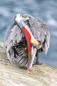 A California brown pelican preening, rubbing the back of its head and neck on the uropygial gland (preen gland) near the base of its tail. Preen oil from the uropygial gland is spread by the pelican's beak and back of its head to all other feathers on the pelican, helping to keep them water resistant and dry. Adult winter breeding plumage showing white hindneck and red gular throat pouch