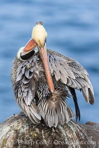 A brown pelican preening, reaching with its beak to the uropygial gland (preen gland) near the base of its tail. Preen oil from the uropygial gland is spread by the pelican's beak and back of its head to all other feathers on the pelican, helping to keep them water resistant and dry, Pelecanus occidentalis, Pelecanus occidentalis californicus, La Jolla, California