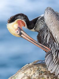 A brown pelican preening, reaching with its beak to the uropygial gland (preen gland) near the base of its tail. Preen oil from the uropygial gland is spread by the pelican's beak and back of its head to all other feathers on the pelican, helping to keep them water resistant and dry, Pelecanus occidentalis, Pelecanus occidentalis californicus, La Jolla, California